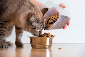 Ежедневна скорост на хранене за котки Ежедневна скорост на хранене за котки